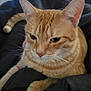 Jo Jo joined the competition — help win amazing prizes! cat, ginger_cat, tabby, pet, whiskers, ears, paws, fur, close_up, portrait, indoor, blanket, bed, relaxed, cute, animal, mammal, sleepy, orange_stripes, face