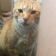 Jo Jo is registered to the contest to win money with this photo: cat, orange_cat, tabby, pet, indoor, close_up, whiskers, fur, sitting, wood_floor, human_legs, toes, lap, portrait, cute, curious, looking_at_camera, domestic_animal, eyes, kitten_like