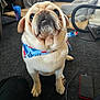 dog, pug, bandana, pet, indoor, carpet, vacuum_cleaner, living_room, furniture, pet_bed, blanket, cozy, looking_up, cute, animal, companion, domestic, floor, portrait, sitting
