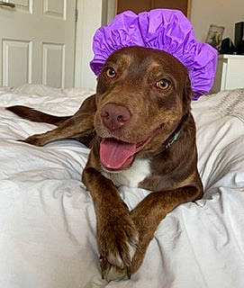 Nova is registered to the contest to win money with this photo: braque_francais, canidae, carnivore, comfort, companion_dog, dog, dog_breed, door, ear, fawn, fur, gun_dog, liver, pointing_breed, snout, spaniel, sporting_group, weimaraner, whiskers, working_animal