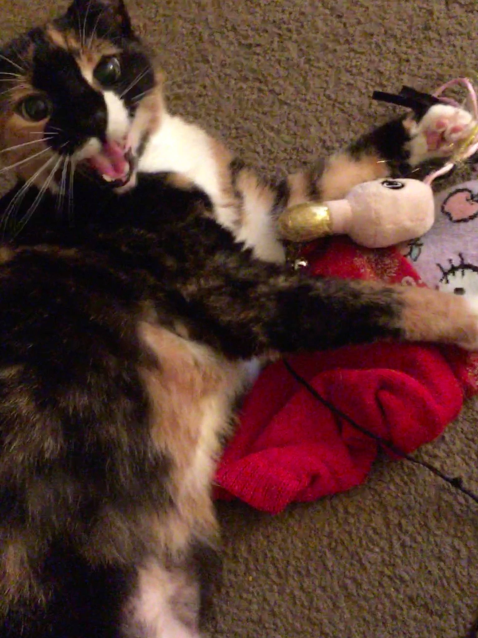 Beans is registered to the contest to win money with this photo: carnivore, cat, claw, comfort, domestic_short_haired_cat, felidae, flooring, foot, fur, holiday, lap, nap, paw, small_to_medium_sized_cats, snout, tail, whiskers