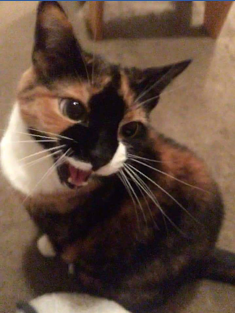 Beans joined the competition — help win amazing prizes! black_cat, box, carnivore, cat, claw, domestic_short_haired_cat, eye, felidae, foot, fur, paw, photo_caption, small_to_medium_sized_cats, snout, tail, thai, whiskers, window