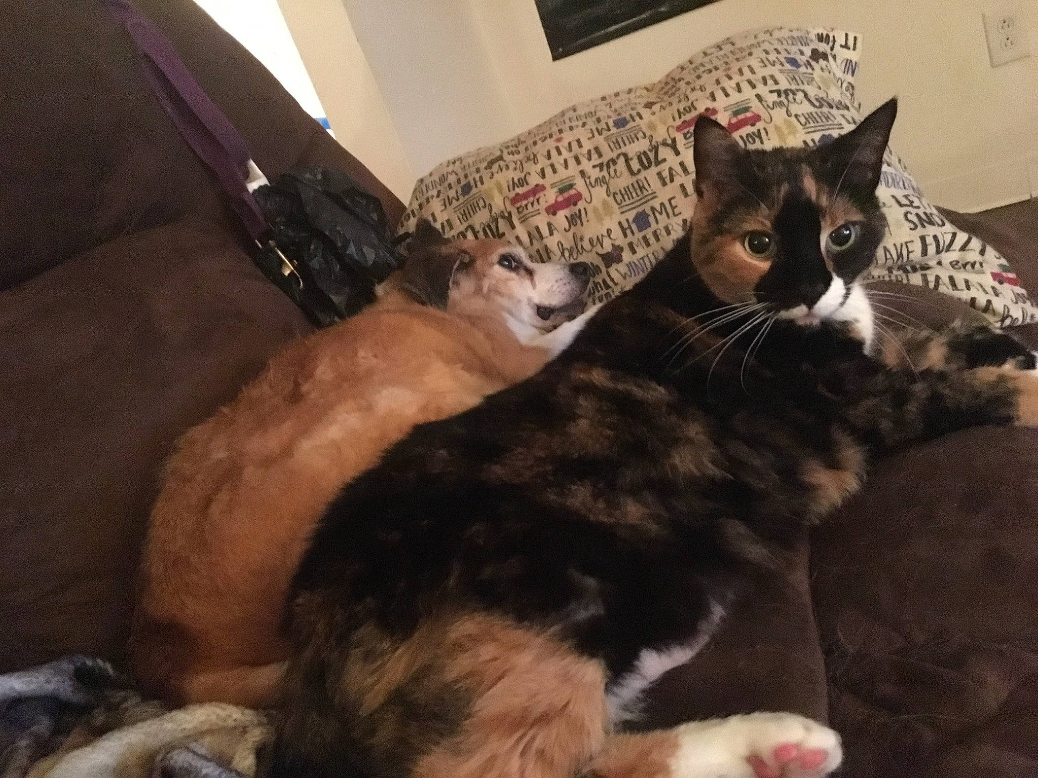 Beans joined the competition — help win amazing prizes! bed, black_cat, carnivore, cat, claw, comfort, couch, domestic_short_haired_cat, felidae, fur, lap, paw, room, small_to_medium_sized_cats, snout, tail, whiskers