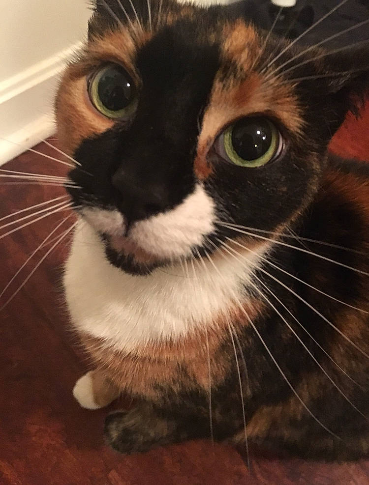 Beans joined the competition — help win amazing prizes! black_cat, carnivore, cat, domestic_short_haired_cat, ear, felidae, fur, hardwood, iris, paw, photo_caption, small_to_medium_sized_cats, snout, tail, terrestrial_animal, tree, whiskers, window, wood