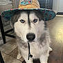 husky, dog, blue_eyes, hat, straw_hat, indoor, floor, tile_floor, fur, pet, animal, canine, portrait, looking_at_camera, close_up, sitting, black_nose, whiskers, decor, furniture