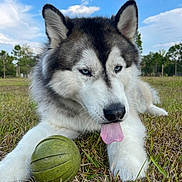 Oreo is registered to the contest to win money with this photo: husky, dog, blue_eyes, tongue_out, grass, ball, outdoor, playful, pet, canine, nature, sky, clouds, trees, animal, fur, close_up, daylight, mammal, field