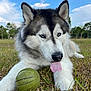 husky, dog, blue_eyes, tongue_out, grass, ball, outdoor, playful, pet, canine, nature, sky, clouds, trees, animal, fur, close_up, daylight, mammal, field