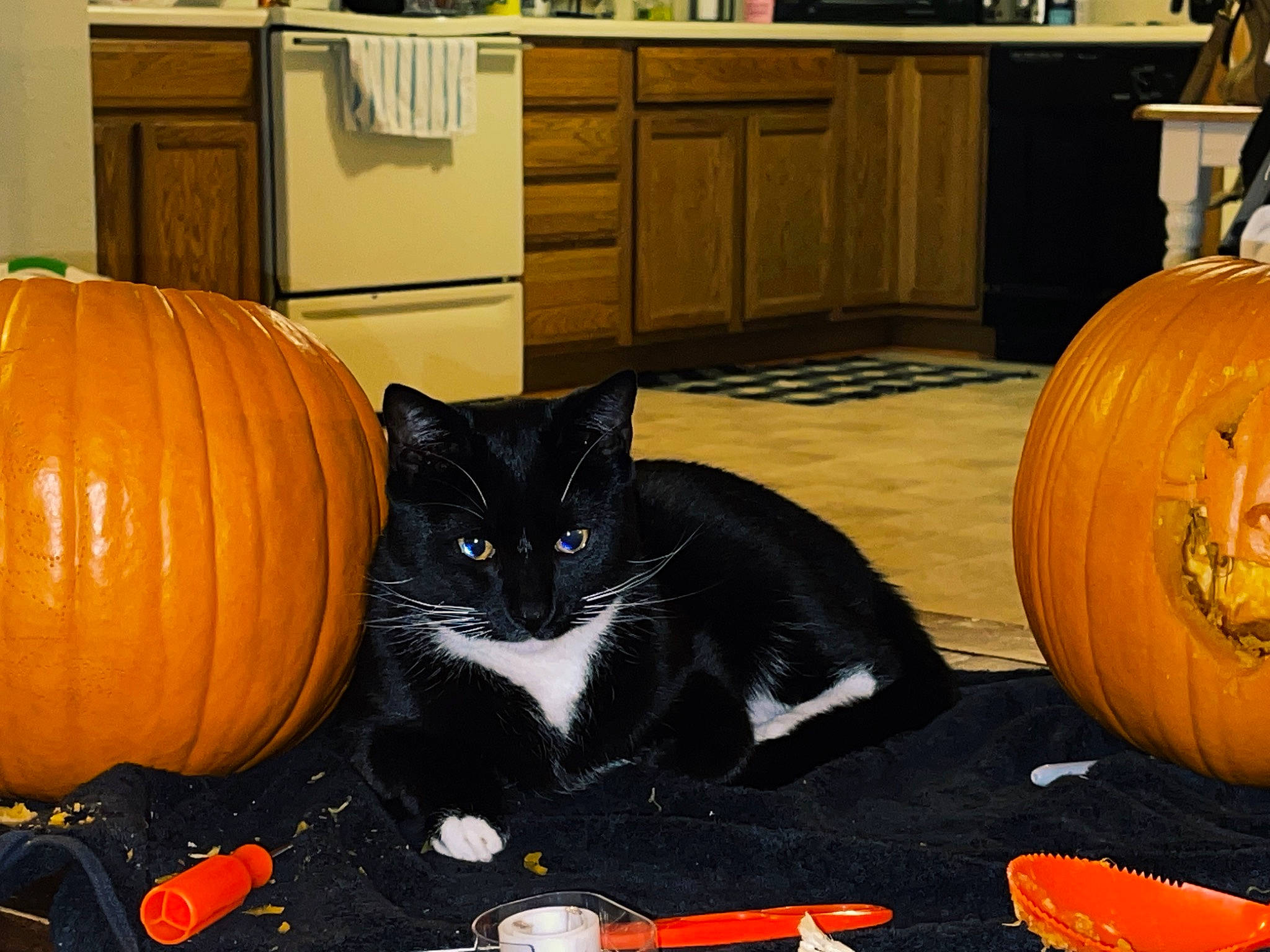 Klaus is registered to the contest to win money with this photo: black, cabinetry, calabaza, carnivore, cat, cucurbita, drawer, felidae, gourd, kitchen_appliance, mammal, natural_foods, orange, plant, pumpkin, small_to_medium_sized_cats, squash, whiskers, winter_squash, yellow