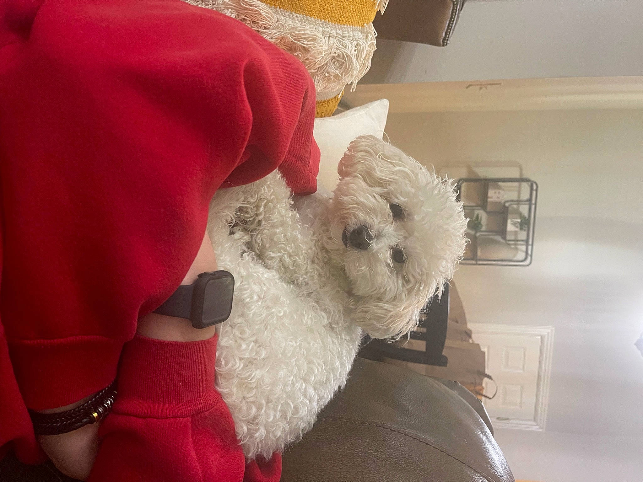 Emmy is registered to the contest to win money with this photo: beard, carmine, christmas, comfort, companion_dog, costume_hat, event, fictional_character, fur, fur_clothing, gesture, hat, linens, outerwear, plush, santa_claus, stuffed_toy, teddy_bear, toy, wool