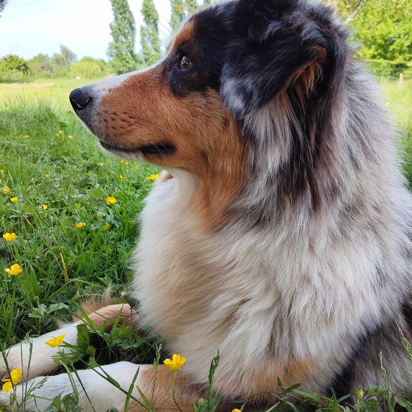Bella a rejoint le concours — aidez-le/la à gagner de superbes lots ! animal, calm, canine, closeup, daylight, dog, flower, fur, grass, greenery, mammal, meadow, nature, outdoor, pet, relaxing, serene, side_view, tree, yellow_flower