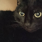 Minnie joined the competition — help win amazing prizes! black_cat, cat, feline, pet, animal, close_up, portrait, green_eyes, wide_eyes, whiskers, ears, fur, short_hair, indoor, home, close_range, dark_fur, sitting, serious_expression, cozy