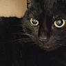 black_cat, cat, feline, pet, animal, close_up, portrait, green_eyes, wide_eyes, whiskers, ears, fur, short_hair, indoor, home, close_range, dark_fur, sitting, serious_expression, cozy