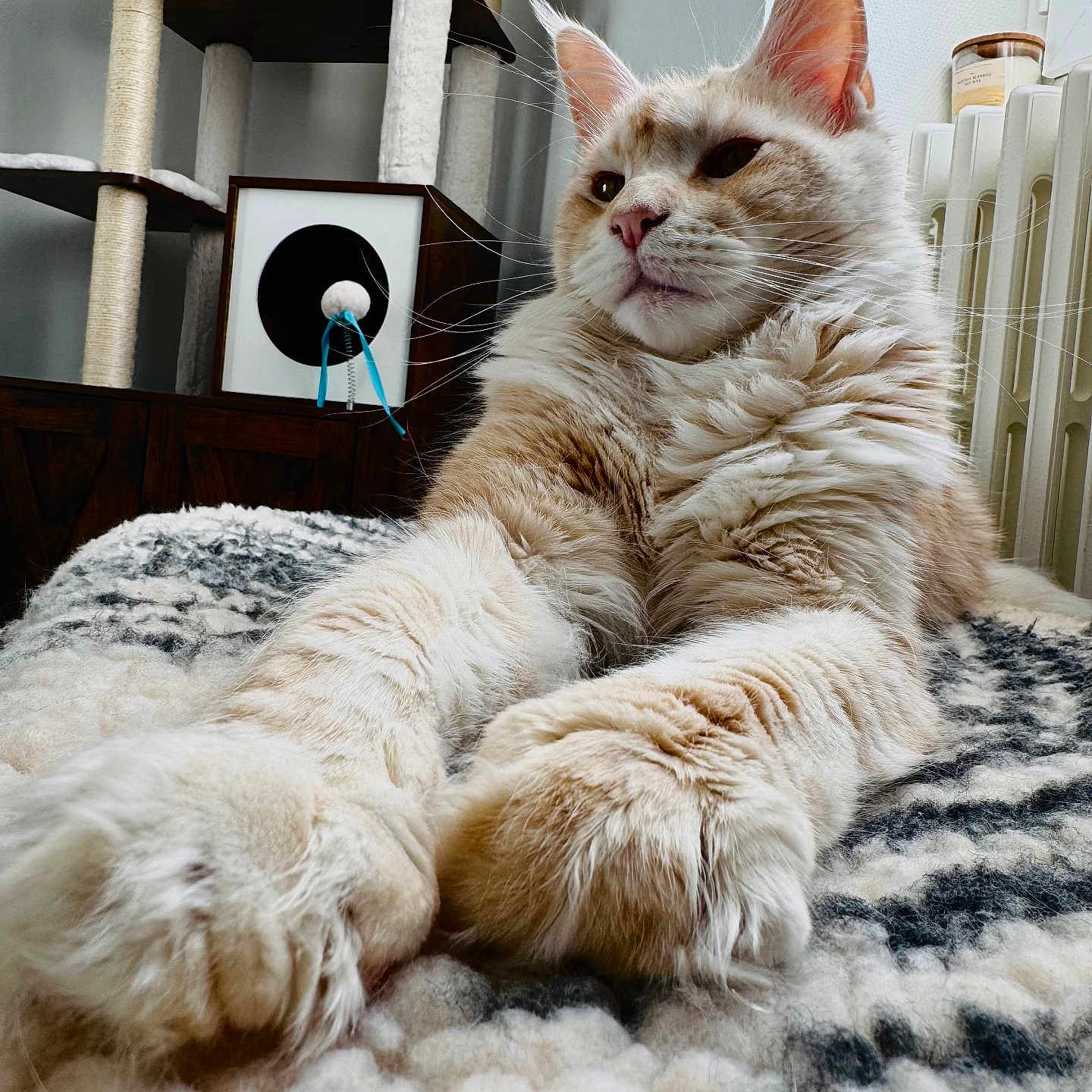 Woots a rejoint le concours — aidez-le/la à gagner de superbes lots ! animal, blanket, cat, cat_tree, closeup, cozy, cute, domestic, ears, feline, fluffy, fur, home_decor, indoor, mammal, paws, pet, relaxed, resting, whiskers