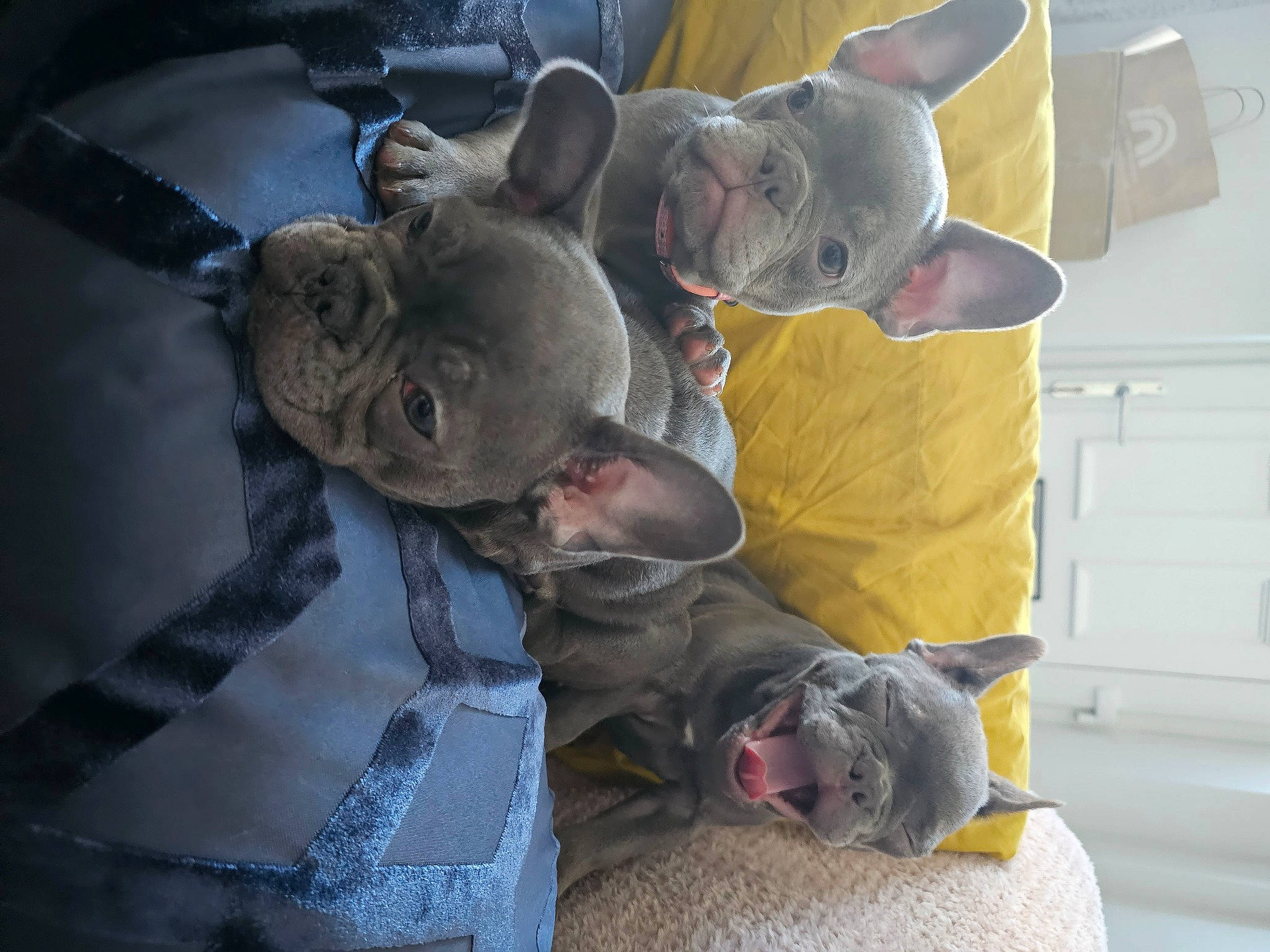 Daisy is registered to the contest to win money with this photo: army, art, child, comfort, fun, gesture, military, pattern, personal_protective_equipment, sculpture, sitting, snout, sporting_group, suit