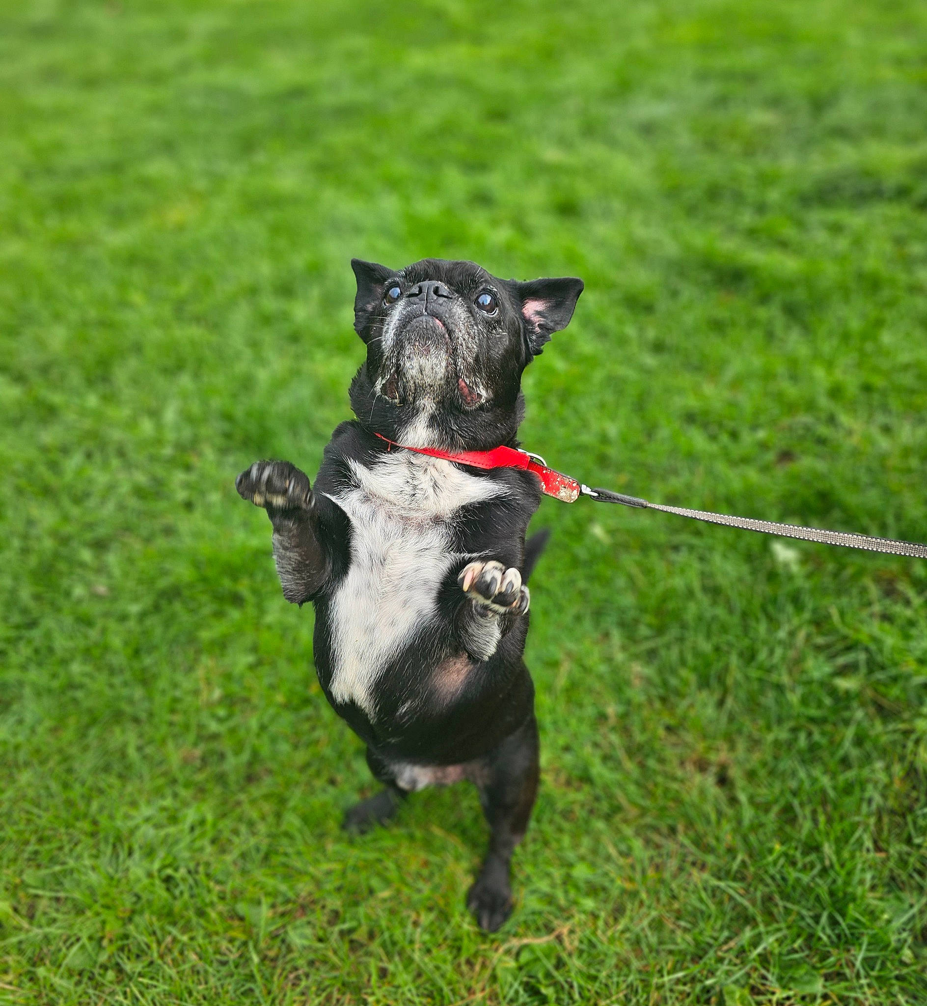 Louis is registered to the contest to win money with this photo: canidae, carnivore, collar, companion_dog, dog, dog_breed, dog_collar, dog_sports, fashion_accessory, grass, grassland, leash, pet_supply, recreation, snout, sporting_group, tail, terrier, toy, working_animal