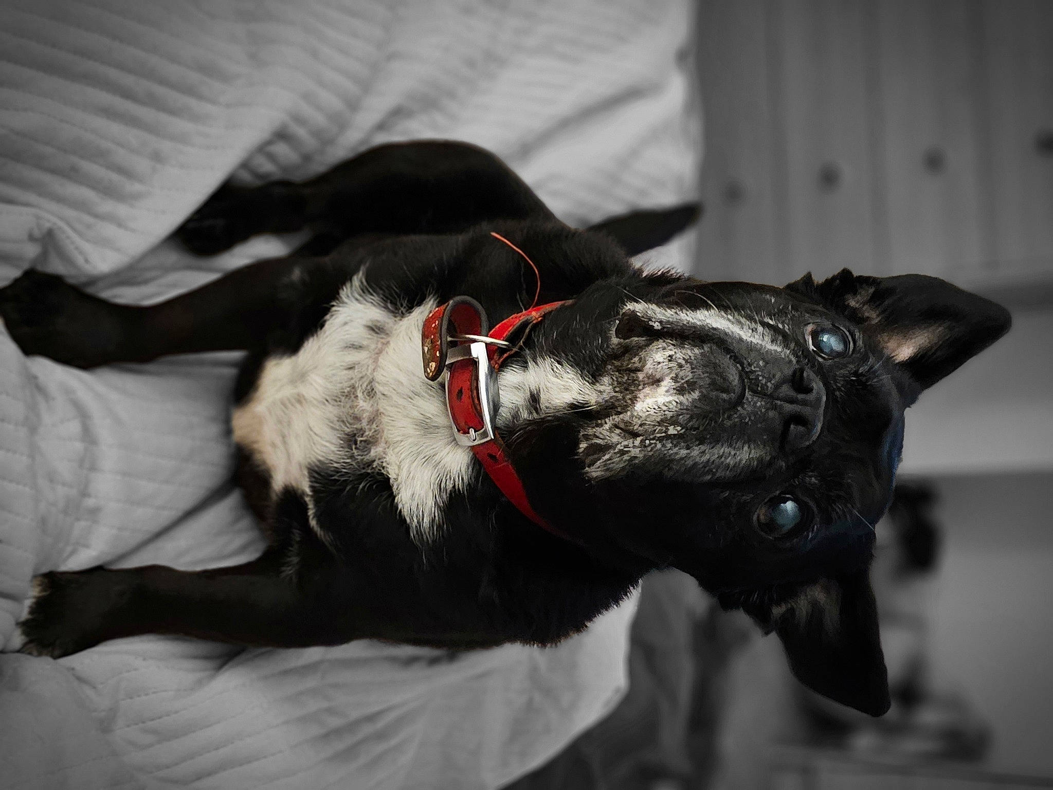 Louis joined the competition — help win amazing prizes! borador, canidae, carmine, carnivore, collar, companion_dog, dog, dog_breed, dog_collar, ear, fur, guard_dog, non_sporting_group, pet_supply, rampur_greyhound, snout, sporting_group, tail, whiskers, working_animal