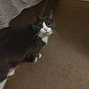 Gigi joined the competition — help win amazing prizes! bed, bicolor, blanket, carpet, cat, curious, ears, feline, floor, gray_fur, home, indoor, looking_up, mammal, pet, pink_nose, portrait, whiskers, white_paws, wide_eyes