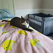 Gigi is registered to the contest to win money with this photo: animal, bedroom, blanket, cat, cozy, cute, feline, fur, grey_cat, indoor, laying, pet, pink_blanket, playpen, relaxed, resting, room, soft_texture, white_cat, yellow_chicks