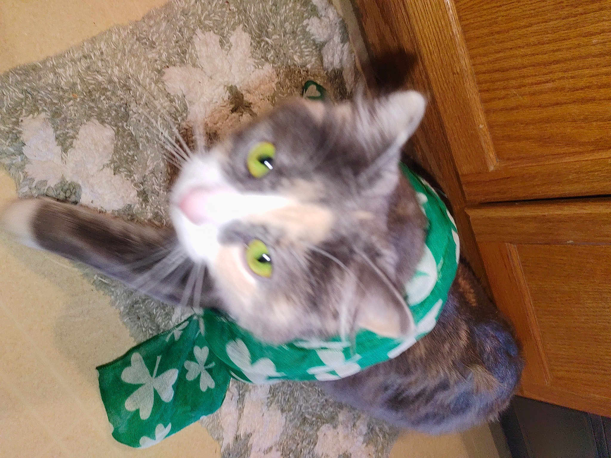 Lola