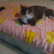 Lola joined the competition — help win amazing prizes! animal, bed, blanket, cat, chick_pattern, cozy, cute, domestic_animal, feline, fur, green_eyes, indoor, lying_down, mammal, paws, pet, pink, relaxing, whiskers, yellow