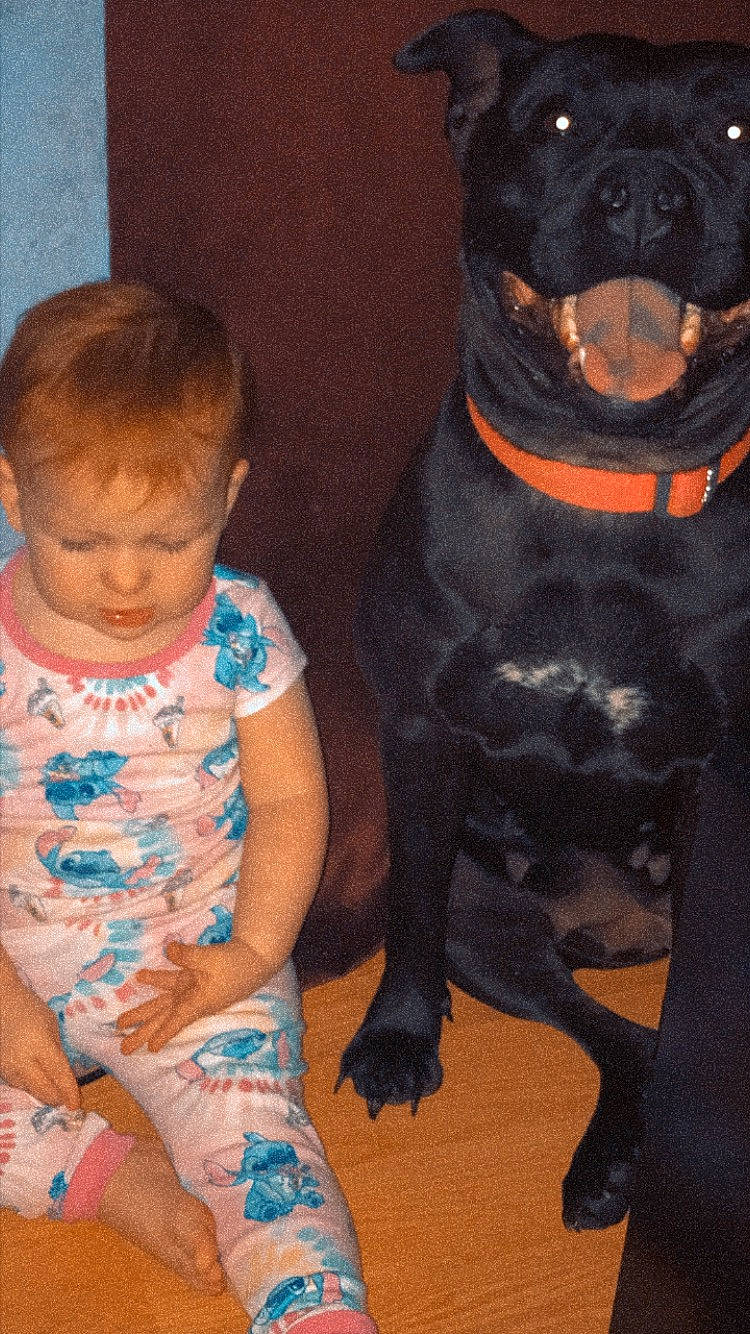 Sophia is registered to the contest to win money with this photo: baby, baby_toddler_clothing, canidae, carnivore, comfort, companion_dog, dog, dog_breed, fawn, fun, fur, guard_dog, happy, person, sitting, snout, sporting_group, tail, thigh, toddler