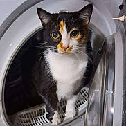 Caramel a rejoint le concours — aidez-le/la à gagner de superbes lots ! cat, calico_cat, pet, animal, washing_machine, appliance, indoor, curious, feline, whiskers, fur, domestic_animal, household, closeup, portrait, cute, exploration, black, white, orange