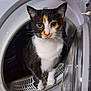 cat, calico_cat, pet, animal, washing_machine, appliance, indoor, curious, feline, whiskers, fur, domestic_animal, household, closeup, portrait, cute, exploration, black, white, orange