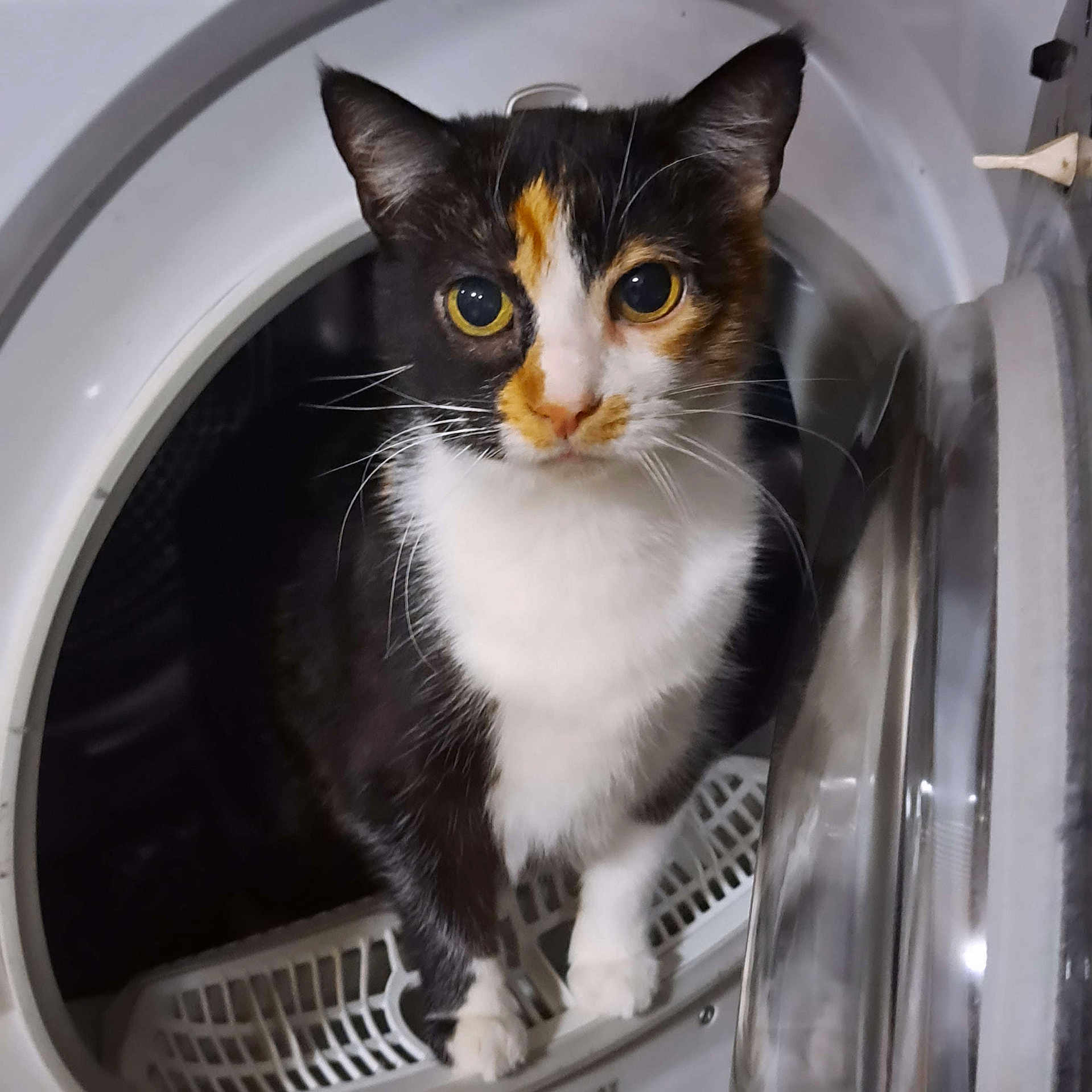 Caramel a rejoint le concours — aidez-le/la à gagner de superbes lots ! animal, appliance, black, calico_cat, cat, closeup, curious, cute, domestic_animal, exploration, feline, fur, household, indoor, orange, pet, portrait, washing_machine, whiskers, white