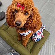 Winnie joined the competition — help win amazing prizes! dog, poodle, curly_fur, red_bow, patriotic_clothing, pet, animal, brown_fur, cute, sitting, cushion, looking_up, outdoor, fur, ears, collar, adorable, small_dog, portrait, closeup