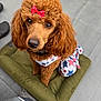 dog, poodle, curly_fur, red_bow, patriotic_clothing, pet, animal, brown_fur, cute, sitting, cushion, looking_up, outdoor, fur, ears, collar, adorable, small_dog, portrait, closeup