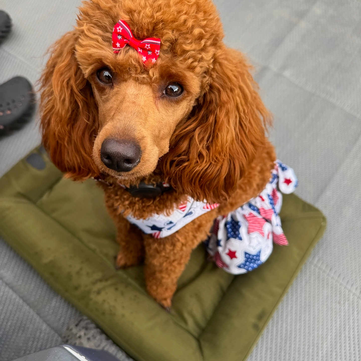 Winnie joined the competition — help win amazing prizes! adorable, animal, brown_fur, closeup, collar, curly_fur, cushion, cute, dog, ears, fur, looking_up, outdoor, patriotic_clothing, pet, poodle, portrait, red_bow, sitting, small_dog