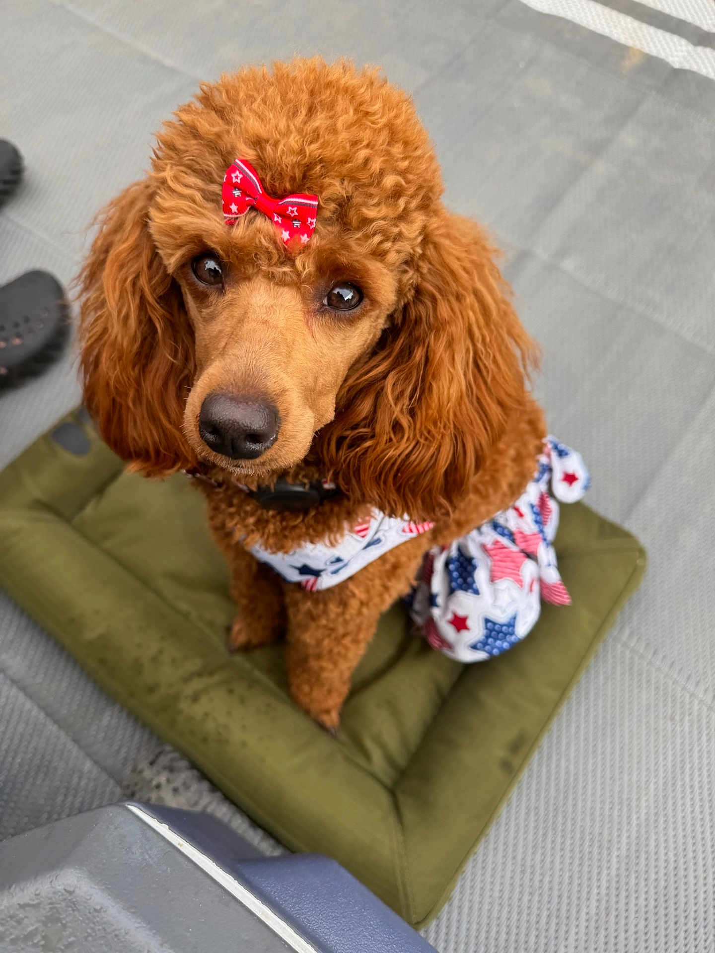 Winnie joined the competition — help win amazing prizes! dog, poodle, curly_fur, red_bow, patriotic_clothing, pet, animal, brown_fur, cute, sitting, cushion, looking_up, outdoor, fur, ears, collar, adorable, small_dog, portrait, closeup
