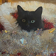 Onyx participe au concours pour gagner de l'argent avec cette photo : animal, black_cat, cat, christmas, close_up, curious, cute, festive, floor, furniture, holiday_decorations, home, indoor, pet, red_tinsel, shiny, silver_tinsel, sparkly, tinsel, white_tinsel