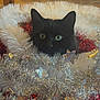 animal, black_cat, cat, christmas, close_up, curious, cute, festive, floor, furniture, holiday_decorations, home, indoor, pet, red_tinsel, shiny, silver_tinsel, sparkly, tinsel, white_tinsel