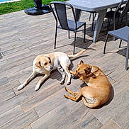 Paco participe au concours pour gagner de l'argent avec cette photo : dog, outdoor, patio, table, chair, grass, pool, sunlight, relaxing, wooden_floor, animal, pet, daytime, furniture, backyard, leisure, canine, summer, nature, resting