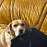 brown, couch, cozy, cream, dog, face, furniture, golden_dog, head, indoors, leather, leg, person, pet, pillow, portrait, relaxed, resting, sleepy, warm_lighting
