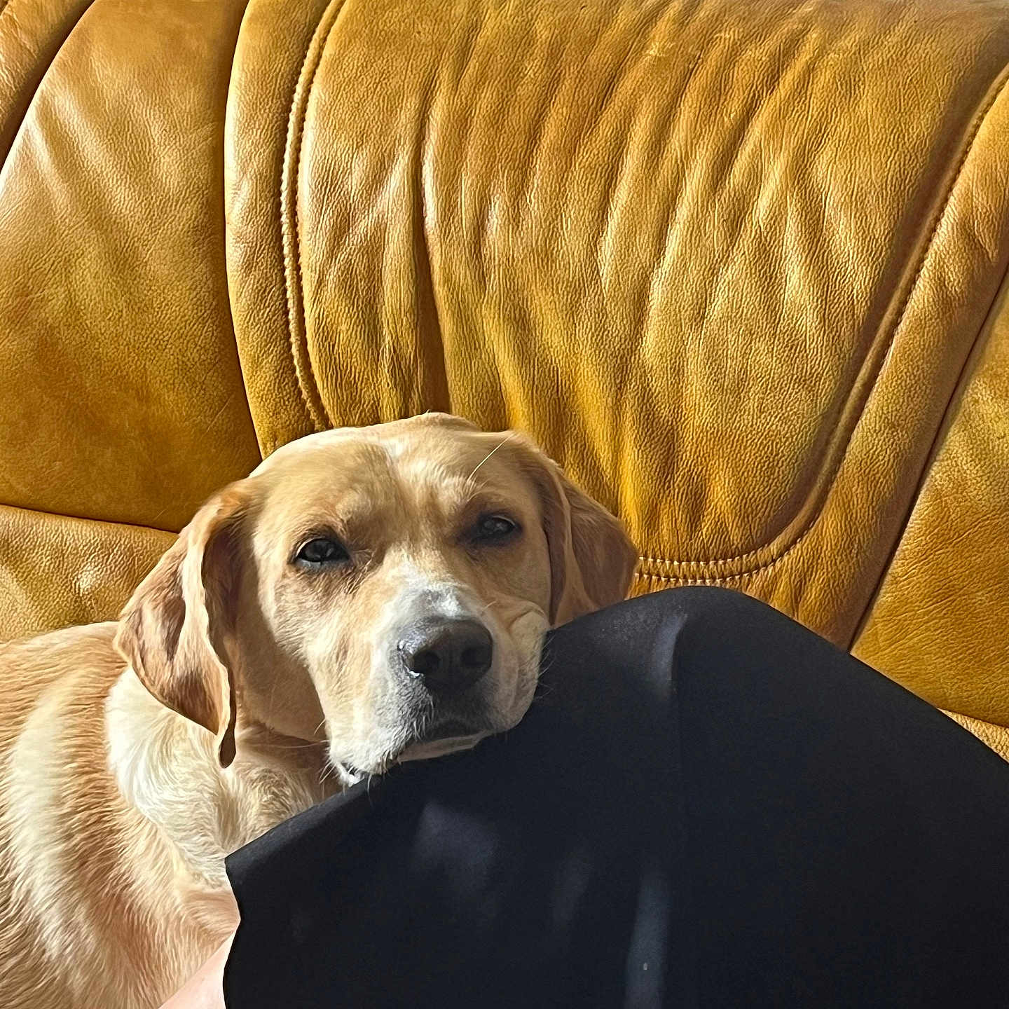 Paco a rejoint le concours — aidez-le/la à gagner de superbes lots ! brown, couch, cozy, cream, dog, face, furniture, golden_dog, head, indoors, leather, leg, person, pet, pillow, portrait, relaxed, resting, sleepy, warm_lighting