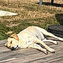 Paco participe au concours pour gagner de l'argent avec cette photo : dog, labrador, sleeping, outdoor, sunlight, wooden_deck, grass, pet, canine, relaxing, animal, nature, summer, resting, yellow_dog, backyard, quiet, daytime, peaceful, domestic_animal
