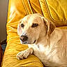Paco a rejoint le concours — aidez-le/la à gagner de superbes lots ! animal, calm, canine, comfort, dog, domestic, ear, fur, home, indoor, labrador, leather, paw, pet, portrait, relaxed, resting, side_view, snout, yellow_couch