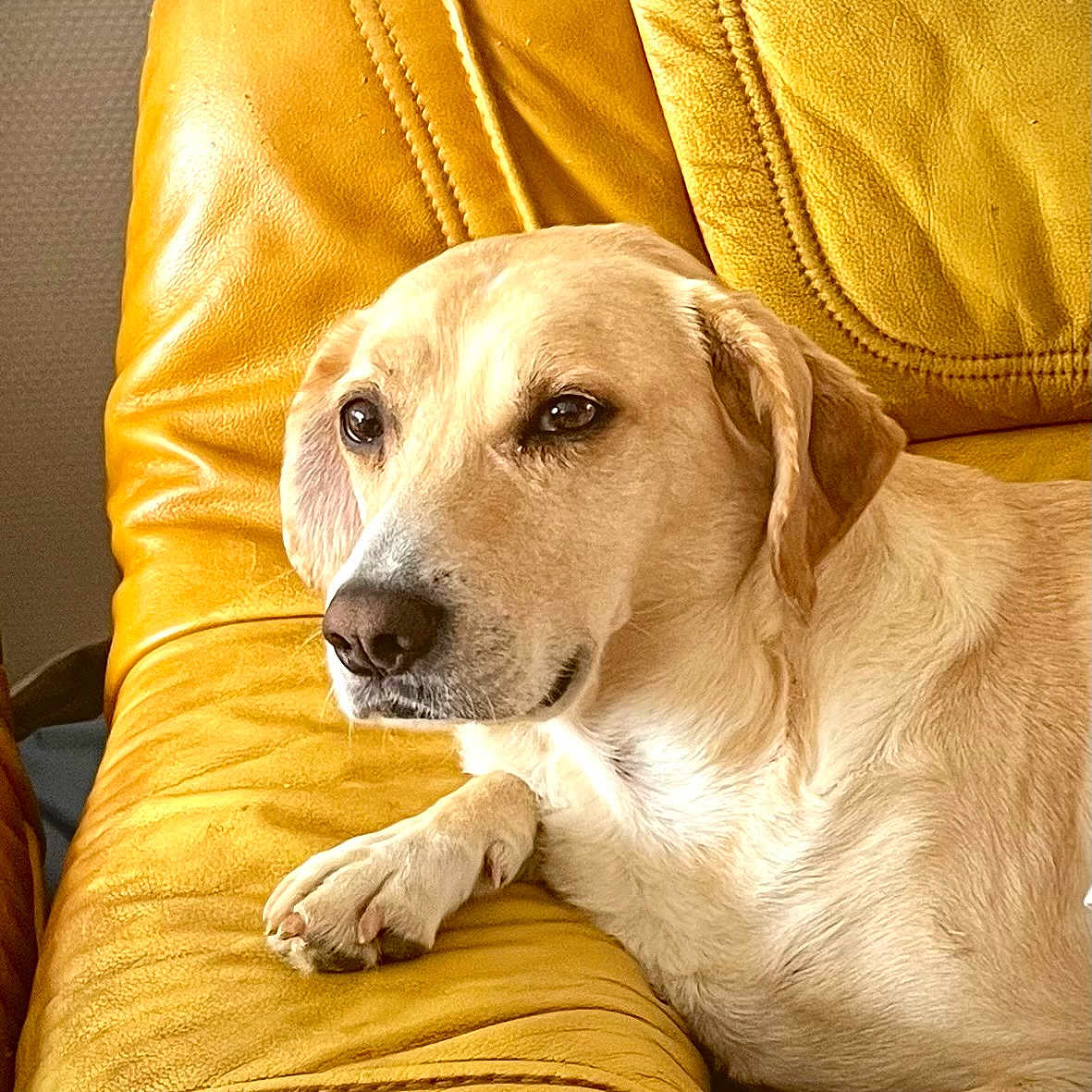 Paco a rejoint le concours — aidez-le/la à gagner de superbes lots ! animal, calm, canine, comfort, dog, domestic, ear, fur, home, indoor, labrador, leather, paw, pet, portrait, relaxed, resting, side_view, snout, yellow_couch