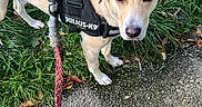 Paco participe au concours pour gagner de l'argent avec cette photo : animal, canine, curious, daylight, dog, foot, golden_dog, grass, harness, julius_k9, leash, looking_up, nature, outdoor, pavement, pet, portrait, sandal, sidewalk, walking