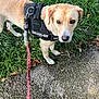 Paco participe au concours pour gagner de l'argent avec cette photo : dog, golden_dog, harness, julius_k9, leash, grass, sidewalk, outdoor, pet, canine, looking_up, walking, foot, sandal, curious, animal, nature, daylight, portrait, pavement