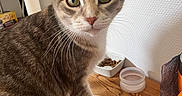 Tara a rejoint le concours — aidez-le/la à gagner de superbes lots ! cat, feline, pet, animal, portrait, close_up, sitting, tabby, calico, brown_fur, white_fur, green_eyes, whiskers, pointed_ears, pink_nose, wooden_table, food_bowl, water_bowl, indoor, kitchen
