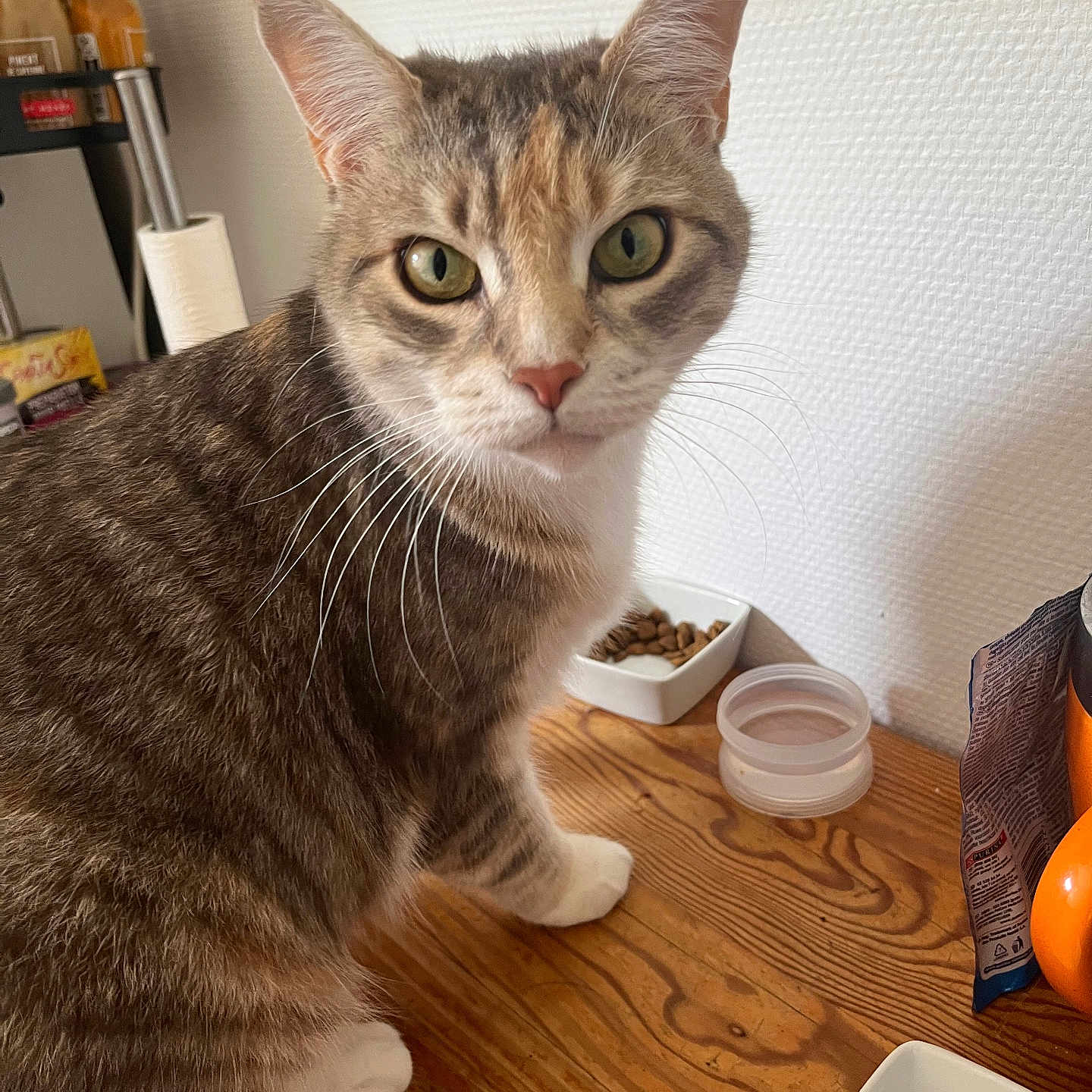 Tara a rejoint le concours — aidez-le/la à gagner de superbes lots ! cat, feline, pet, animal, portrait, close_up, sitting, tabby, calico, brown_fur, white_fur, green_eyes, whiskers, pointed_ears, pink_nose, wooden_table, food_bowl, water_bowl, indoor, kitchen