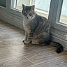 Tara participe au concours pour gagner de l'argent avec cette photo : cat, tabby_cat, pet, animal, sitting, window, indoors, home, wood_floor, portrait, fur, striped_fur, green_eyes, ears, whiskers, tail, natural_light, floor, window_frame, cute