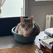 Tara participe au concours pour gagner de l'argent avec cette photo : cat, tabby, pet, animal, feline, sitting, bowl, indoors, window, curtain, radiator, table, home, furniture, clutter, books, bottles, carpet, portrait, looking_at_camera