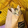 Tara a rejoint le concours — aidez-le/la à gagner de superbes lots ! cat, kitten, pet, animal, face, eyes, ears, whiskers, gray_fur, calico, paper_bag, shopping_bag, couch, cushion, indoor, close_up, portrait, surprised, funny, cozy