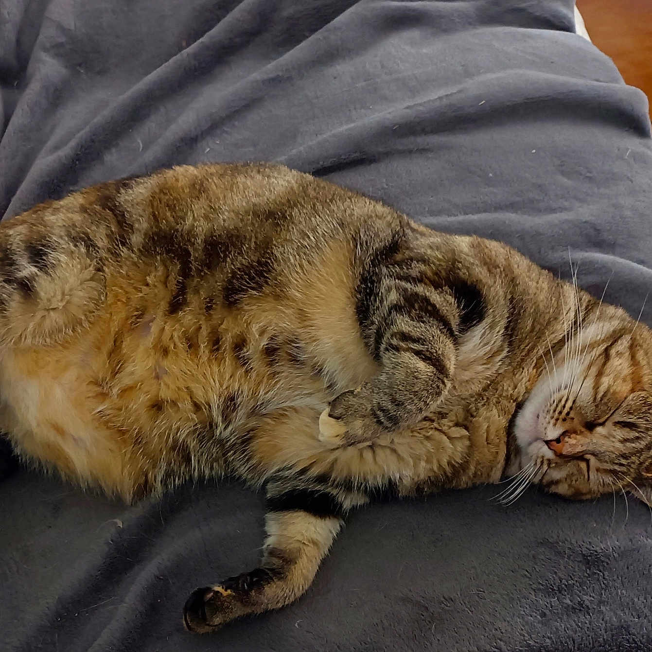 Fifille a rejoint le concours — aidez-le/la à gagner de superbes lots ! cat, tabby, sleeping, animal, pet, fur, cozy, blanket, indoor, relaxation, cute, whiskers, paw, resting, comfort, feline, soft, home, couch, nap