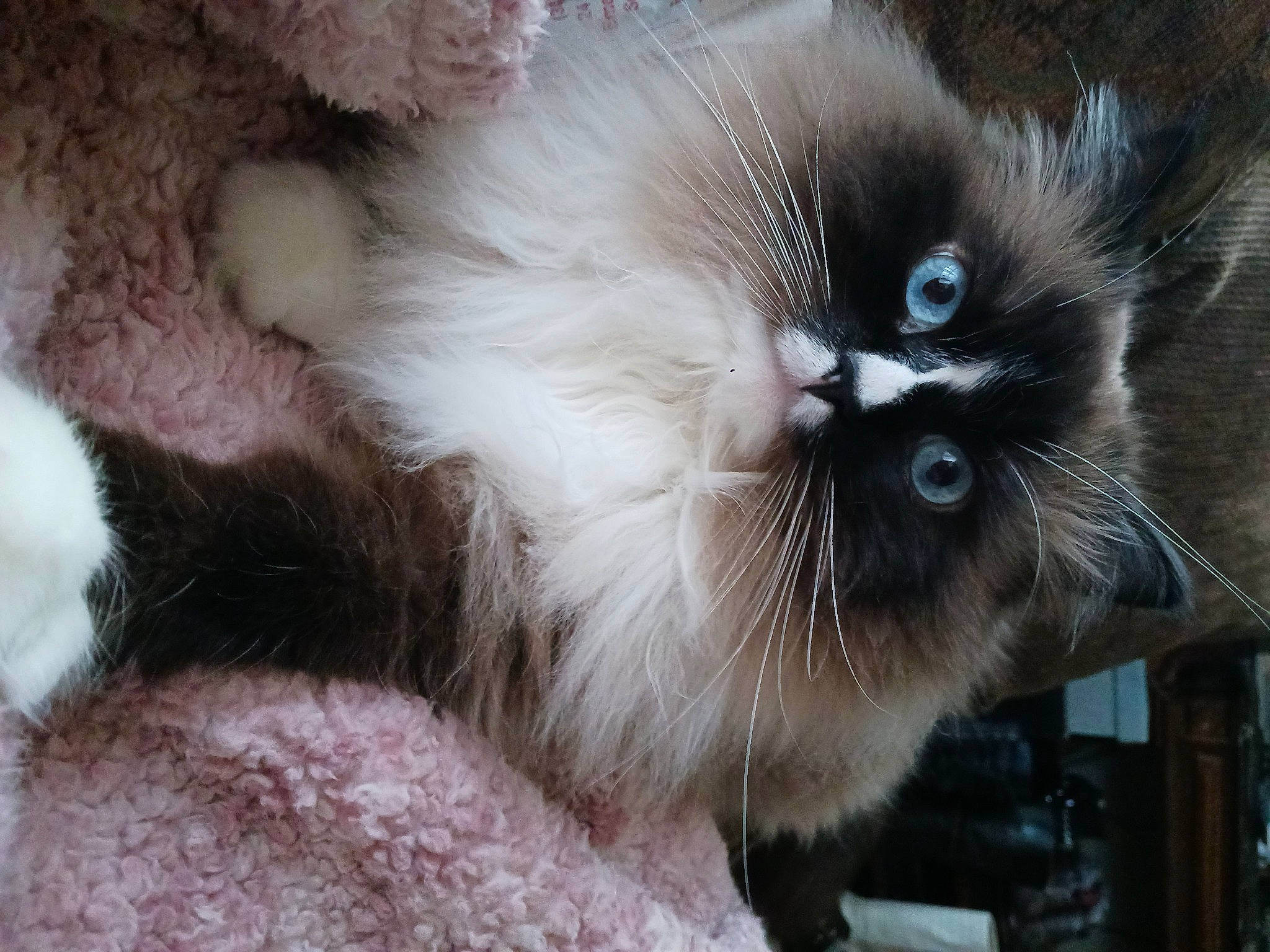 Mishka is registered to the contest to win money with this photo: balinese, birman, carnivore, cat, claw, fawn, felidae, fur, iris, ragdoll, siamese, small_to_medium_sized_cats, snout, terrestrial_animal, thai, whiskers