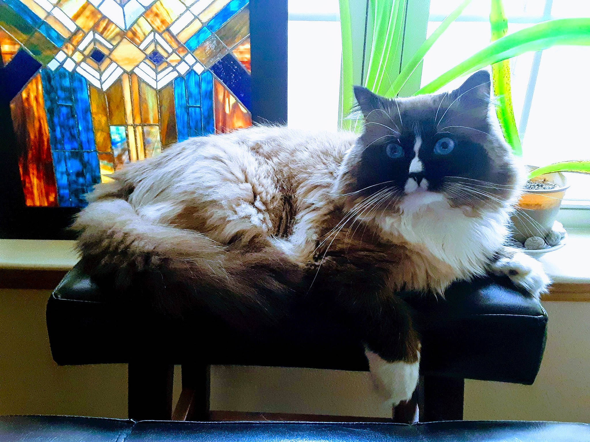 Mishka joined the competition — help win amazing prizes! blue, box, carnivore, cat, comfort, domestic_short_haired_cat, felidae, flooring, fur, paw, plant, room, sitting, small_to_medium_sized_cats, tail, whiskers, window, wood